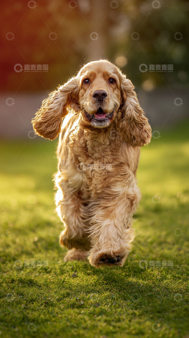 高清大图下载【趣麦麦图】可卡犬    金色    忠实