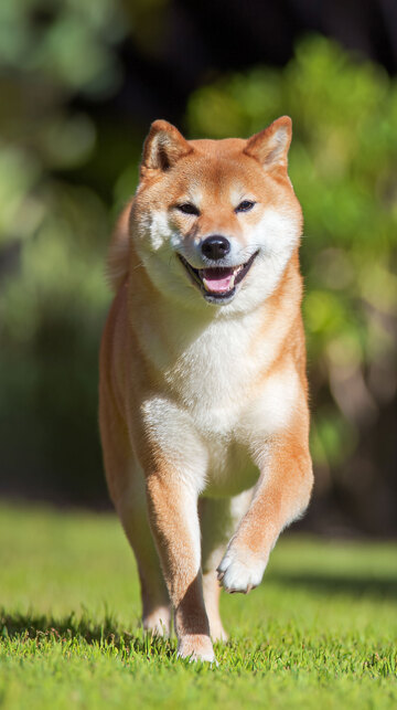 柴犬  狗狗   可爱