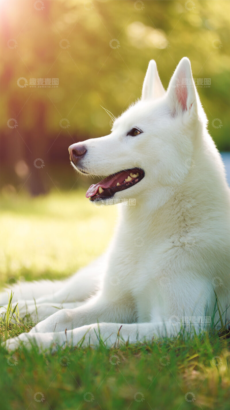 高清大图下载【趣麦麦图】雪橇犬  纯白色  萌宠   