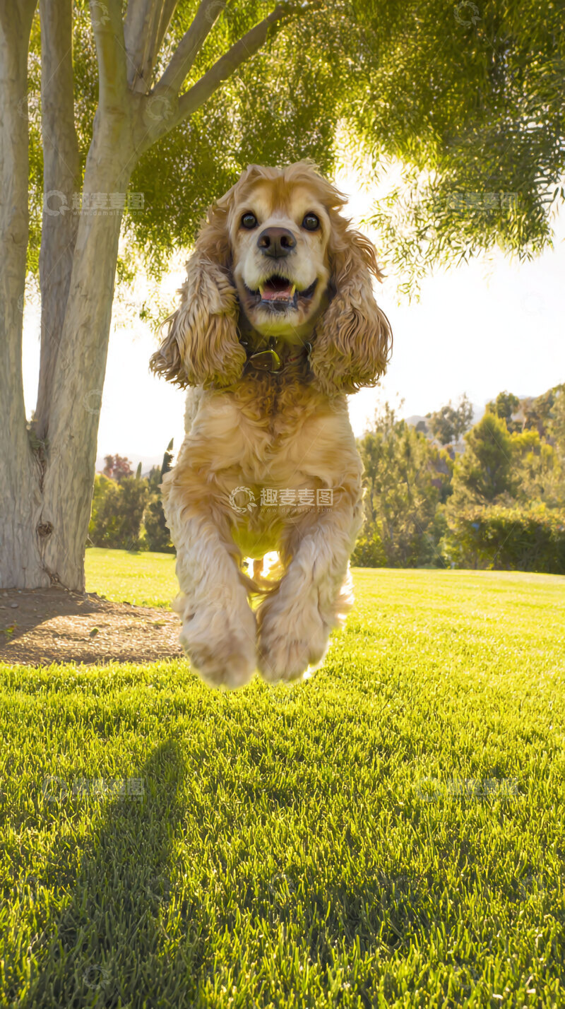 高清大图下载【趣麦麦图】可卡犬    动物    狗狗