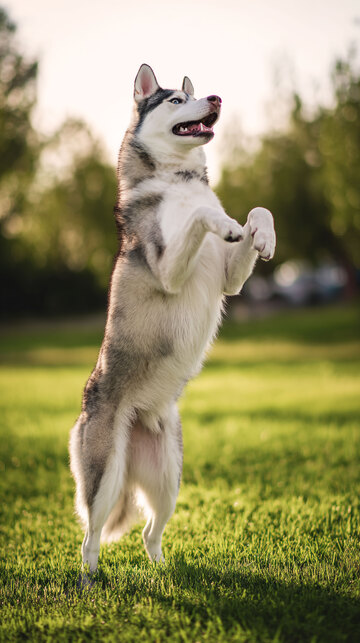 雪橇犬   动物    可爱