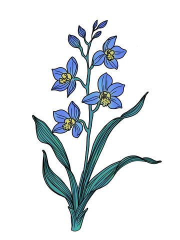 美丽的兰花盛开