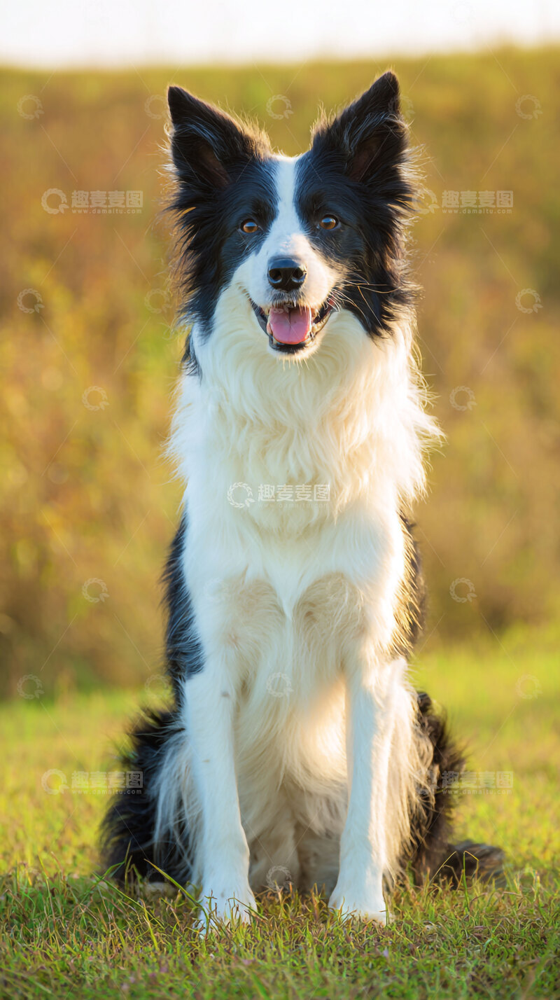 高清大图下载【趣麦麦图】牧羊犬  摄影图  狗狗  