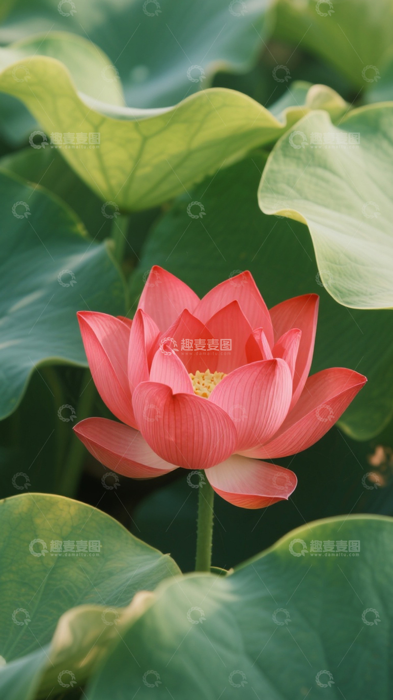 高清大图下载【趣麦麦图】绽放着的美丽荷花