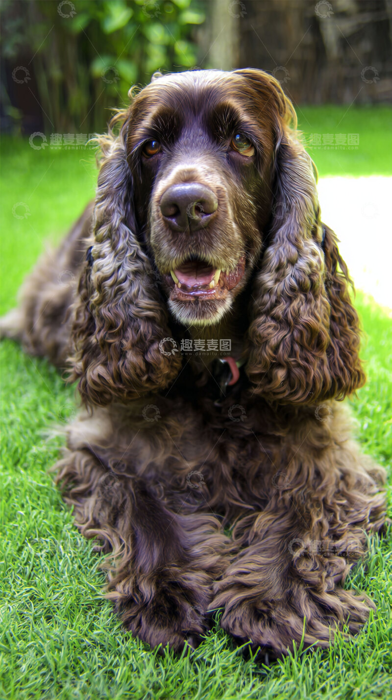 高清大图下载【趣麦麦图】可卡犬  汪汪  摄影图  