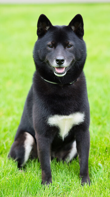 柴犬  狗狗   萌宠
