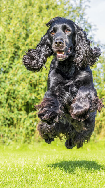 可卡犬  黑色  萌宠  