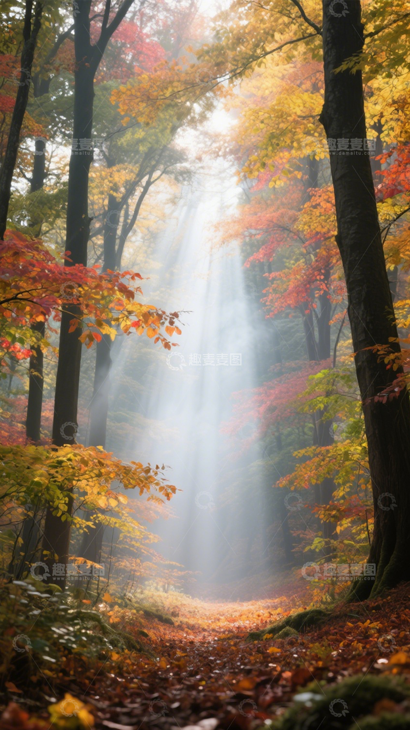 高清大图下载【趣麦麦图】秋林光束梦幻静谧治愈2