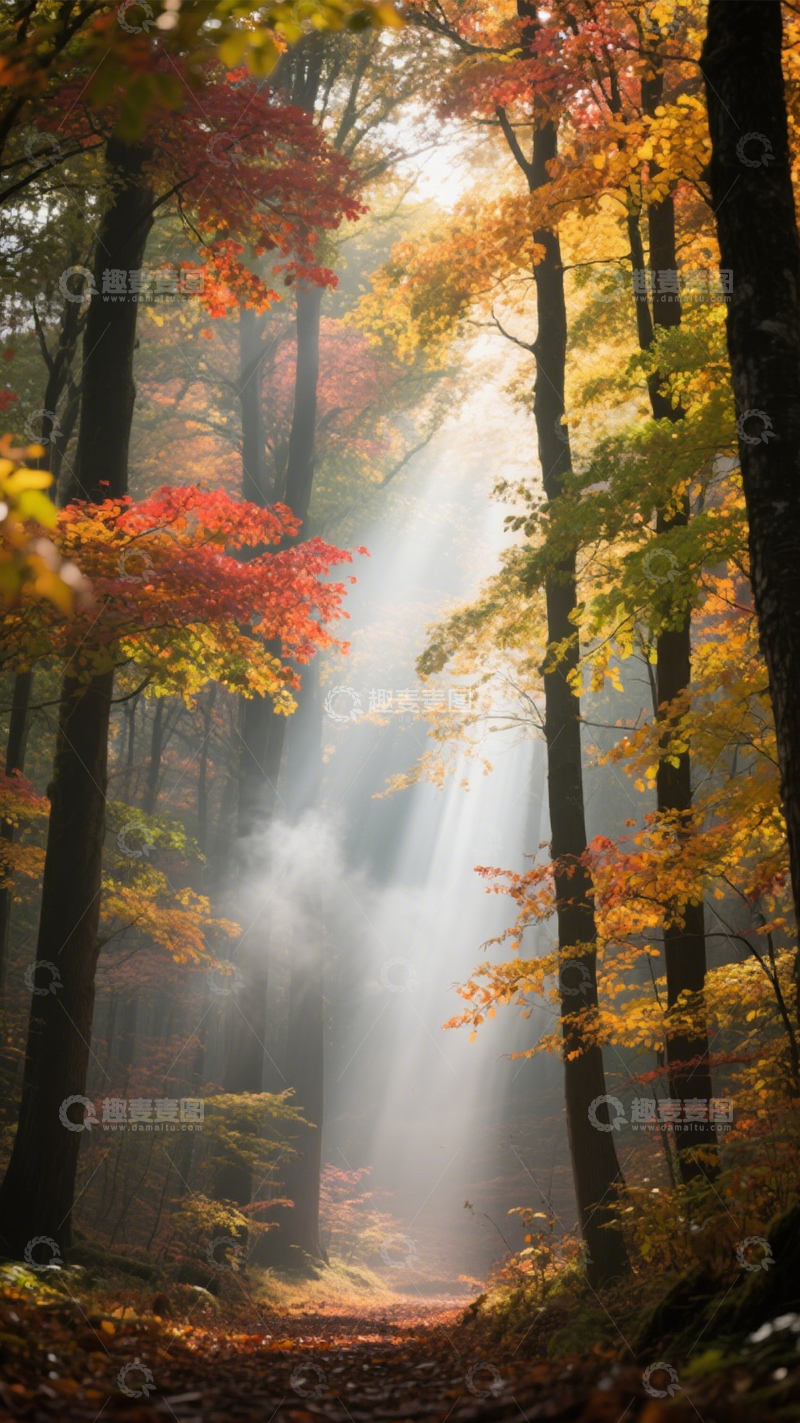 高清大图下载【趣麦麦图】秋林光束梦幻静谧治愈3