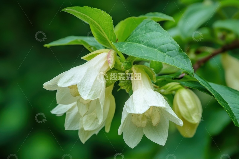 高清大图下载【趣麦麦图】盛开的铃兰花花卉