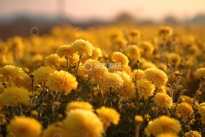 高清大图下载【趣麦麦图】黄色的菊花花田