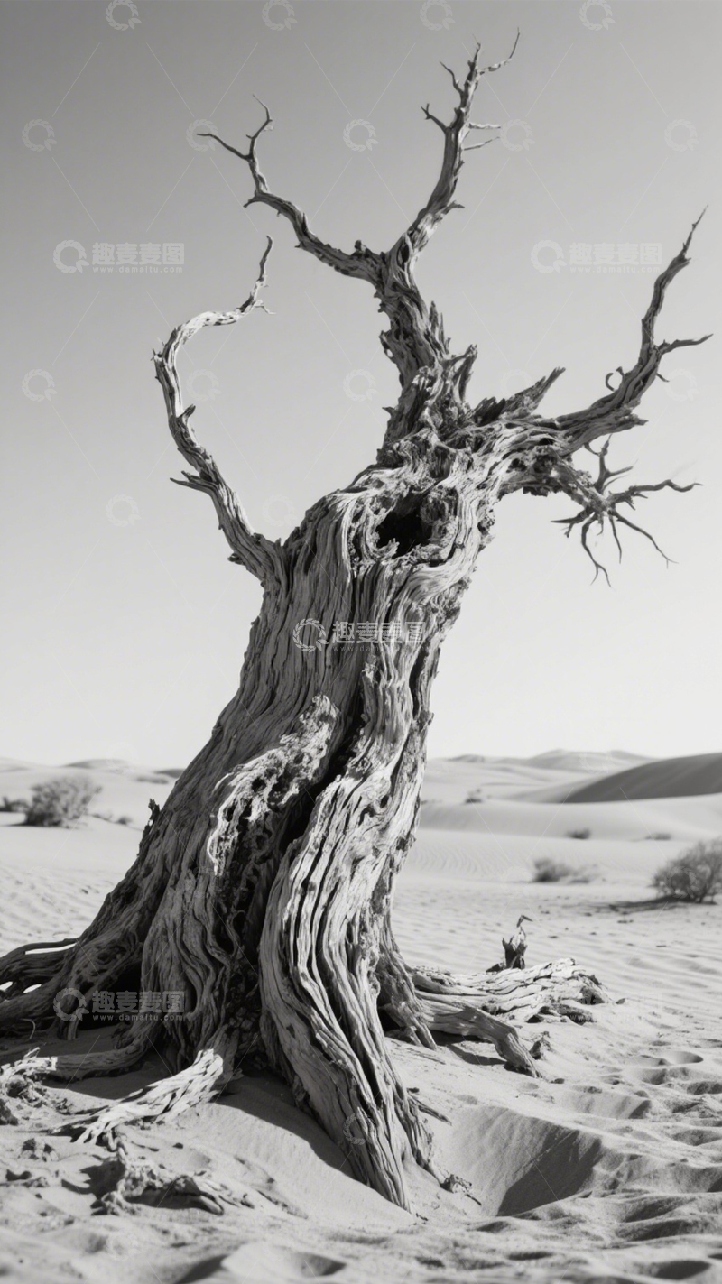 高清大图下载【趣麦麦图】沙漠枯树苍凉壮美2