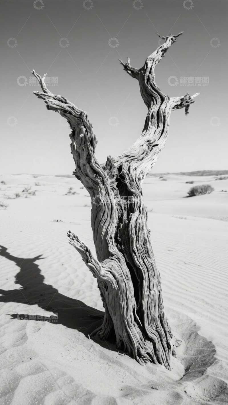 高清大图下载【趣麦麦图】沙漠枯树苍凉壮美