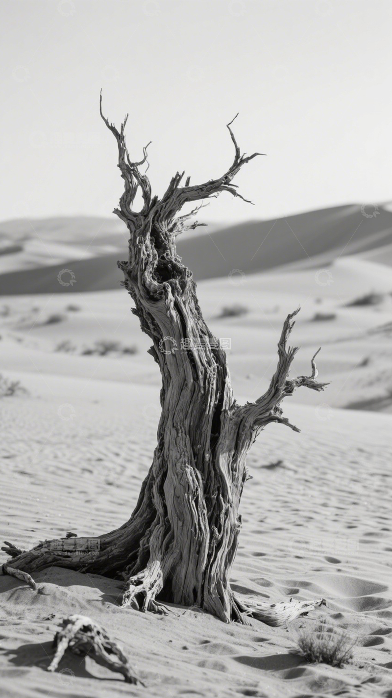 高清大图下载【趣麦麦图】沙漠枯树苍凉壮美1