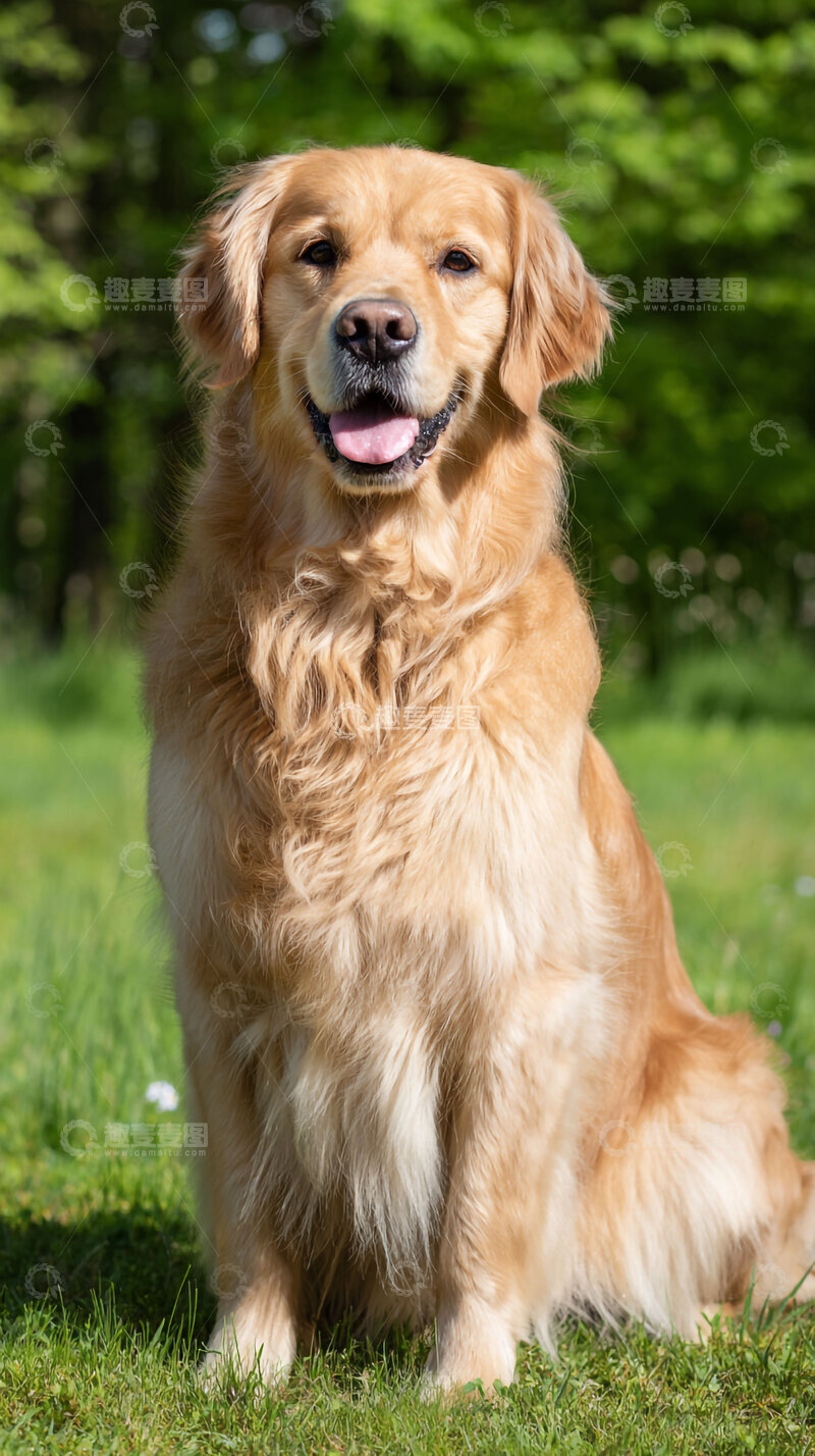 高清大图下载【趣麦麦图】金毛巡回犬  可爱   汪汪 