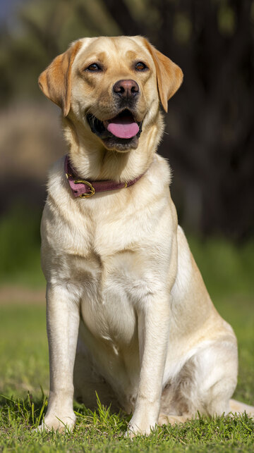 拉布拉多  萌宠   汪汪   