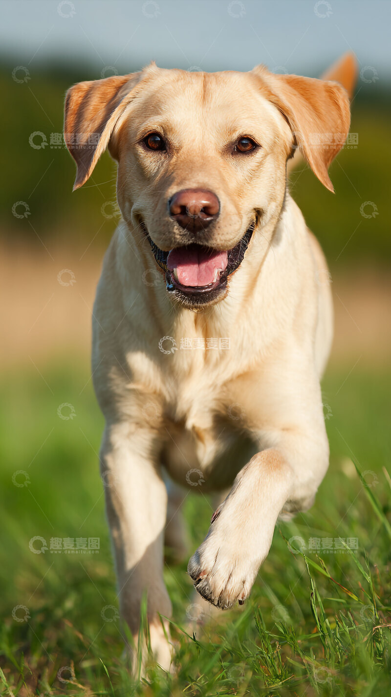 高清大图下载【趣麦麦图】拉布拉多  狗狗   摄影图  