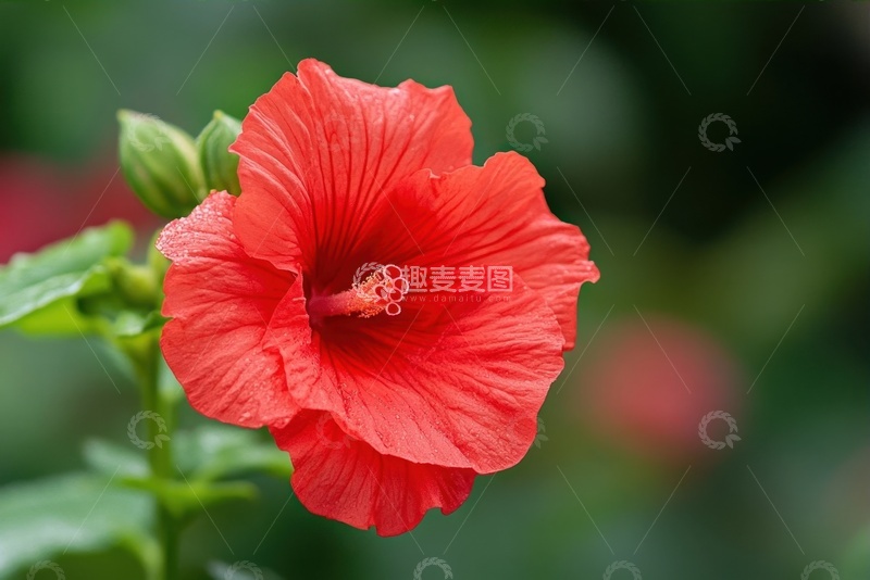 高清大图下载【趣麦麦图】娇艳欲滴的大红花