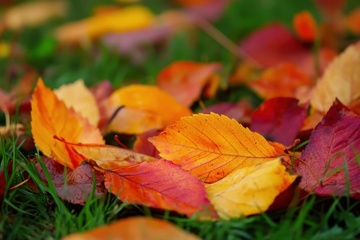 草地上红黄色的树叶