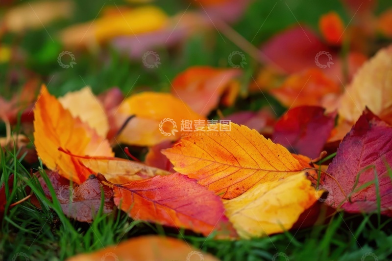 高清大图下载【趣麦麦图】草地上红黄色的树叶