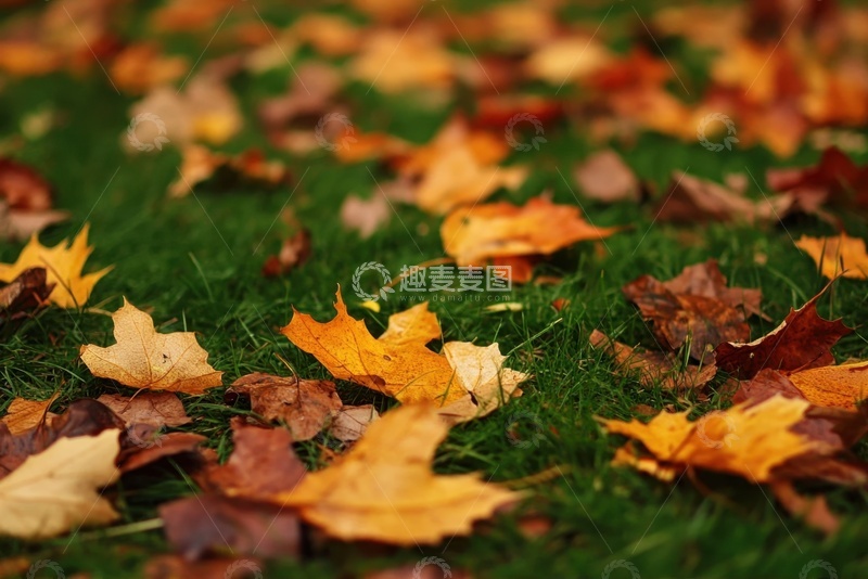 高清大图下载【趣麦麦图】草地上散落的树叶