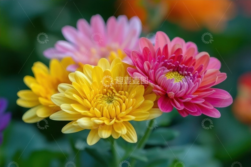 高清大图下载【趣麦麦图】盛开的一簇菊花丛