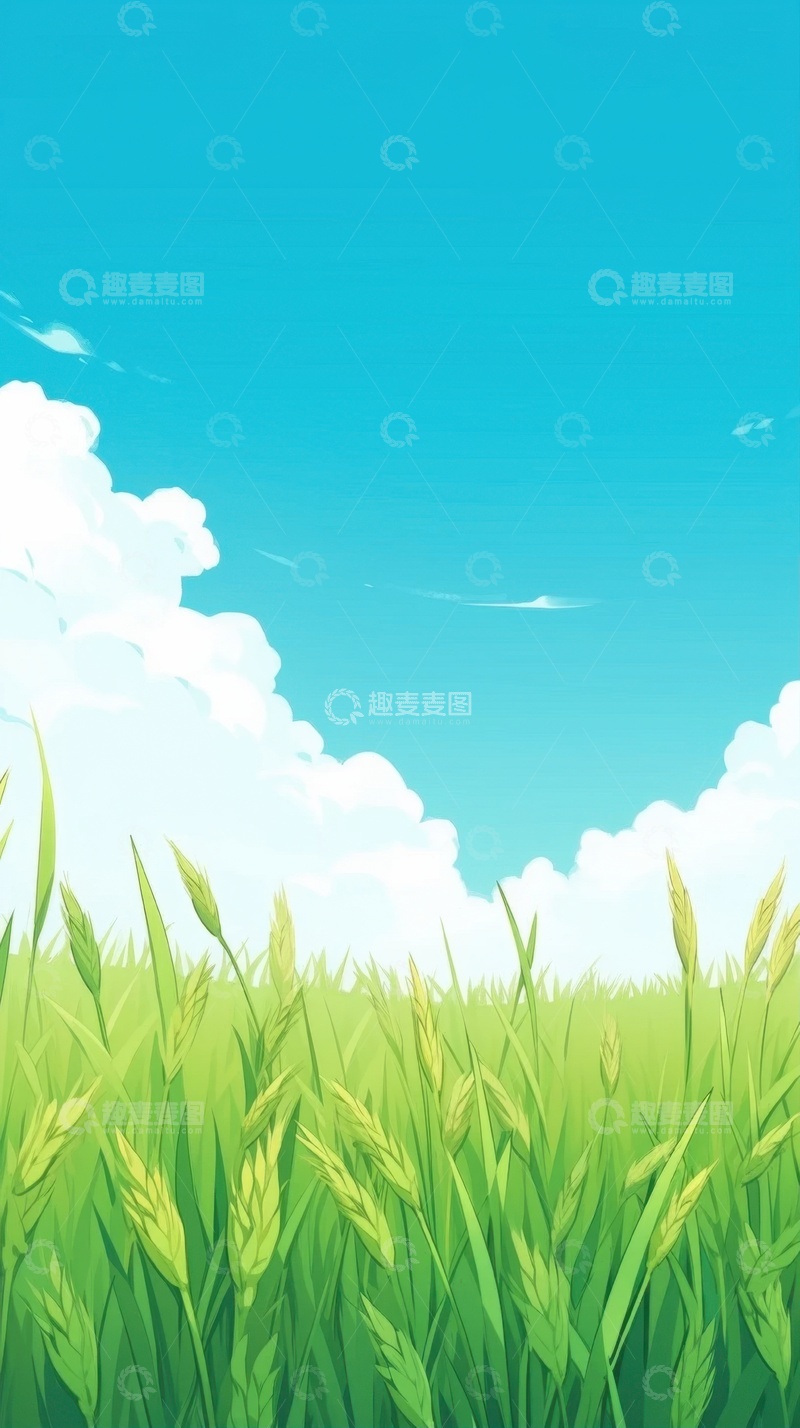 蓝天白云下的麦田田地