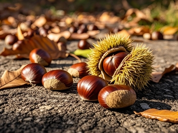 秋天丰收的板栗4