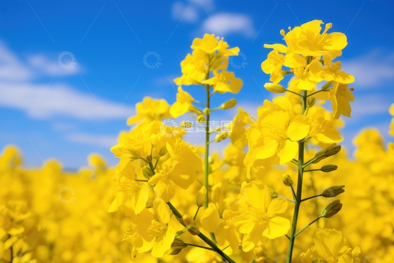 高清大图下载【趣麦麦图】油菜花花田自然美景