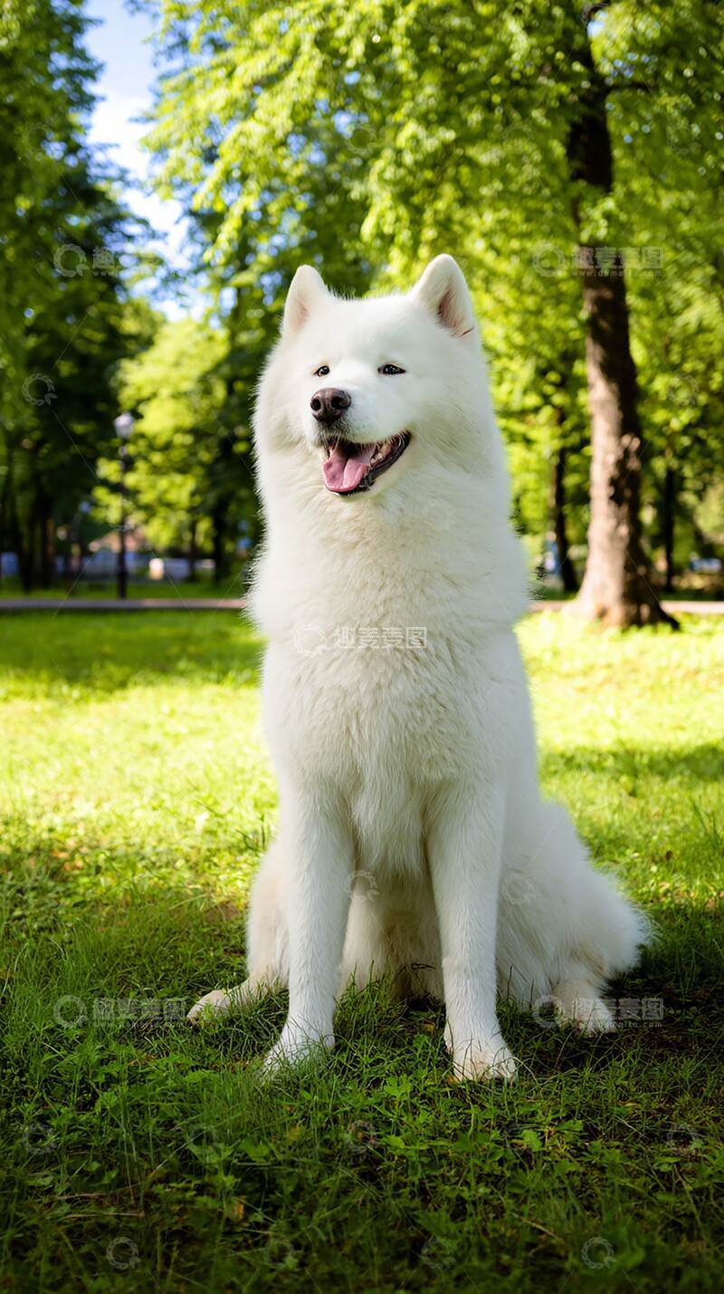 高清大图下载【趣麦麦图】雪橇犬   汪汪   萌宠   