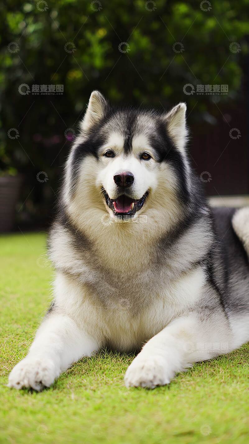 高清大图下载【趣麦麦图】阿拉斯加雪橇犬   忠实  萌宠   