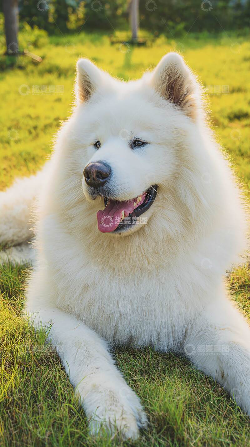 高清大图下载【趣麦麦图】雪橇犬   可爱   狗狗   