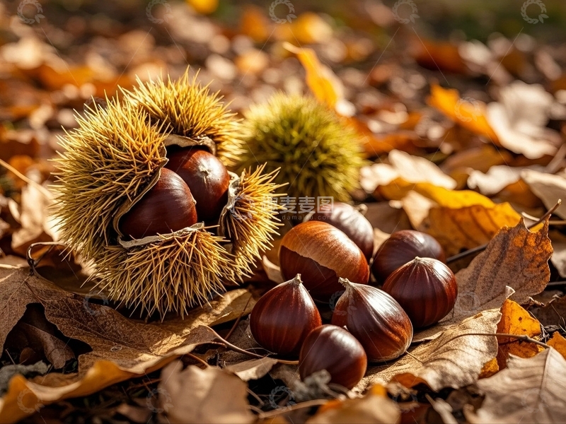 高清大图下载【趣麦麦图】秋天丰收的板栗3