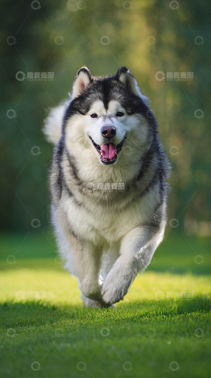 高清大图下载【趣麦麦图】阿拉斯加雪橇犬   可爱  摄影图   