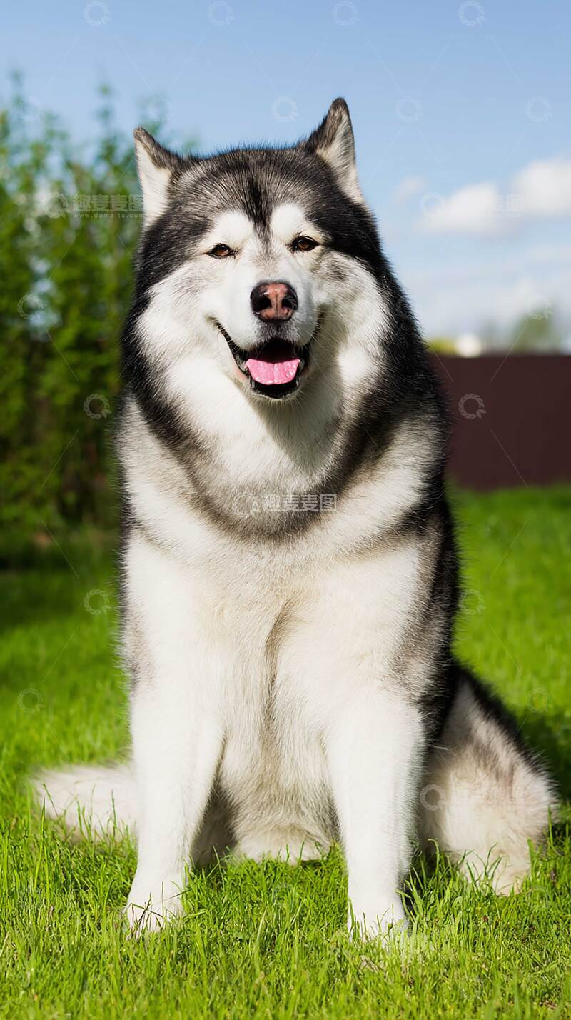 高清大图下载【趣麦麦图】雪橇犬   摄影图   狗狗   