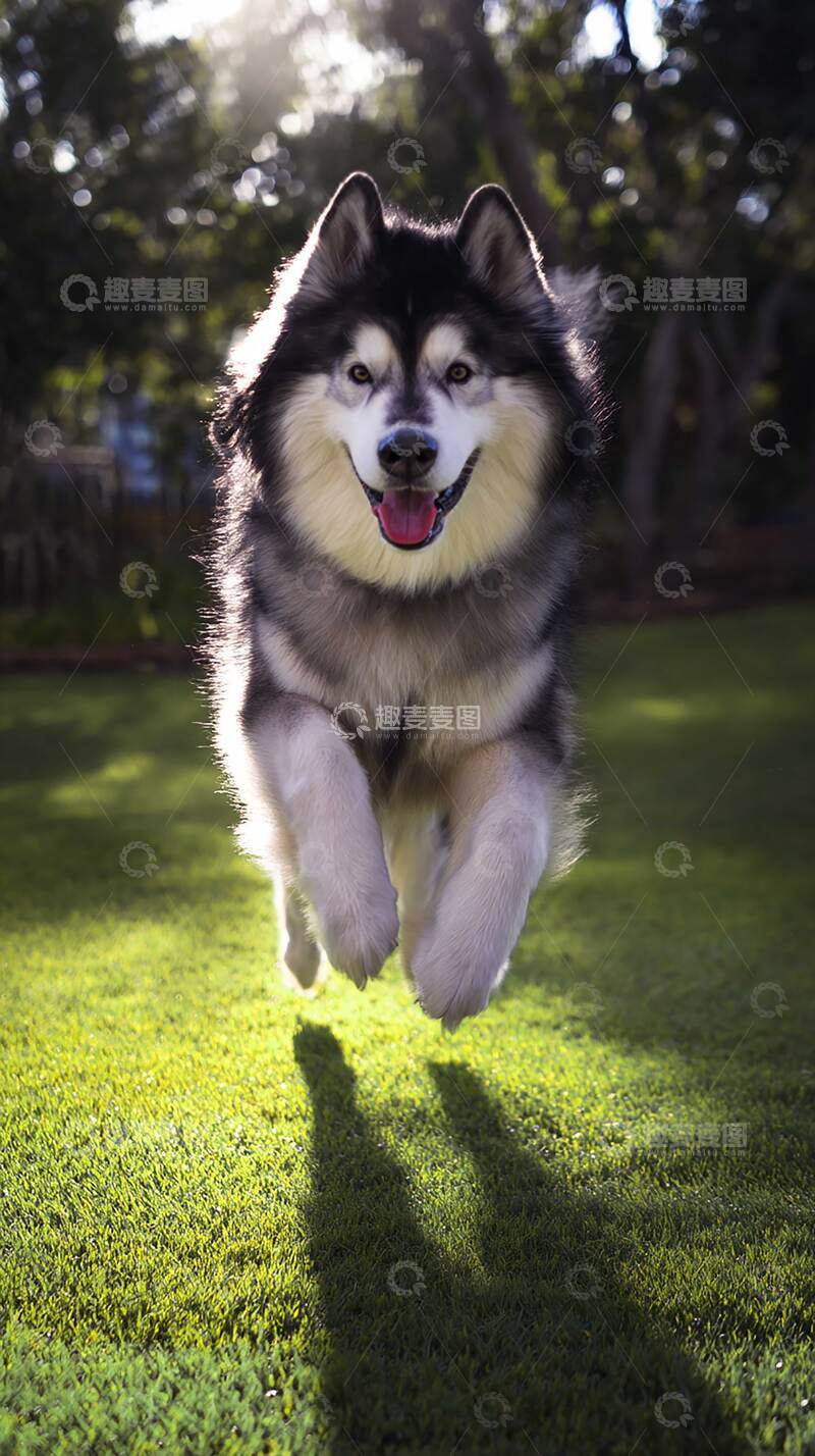 高清大图下载【趣麦麦图】阿拉斯加雪橇犬  摄影图  萌宠   