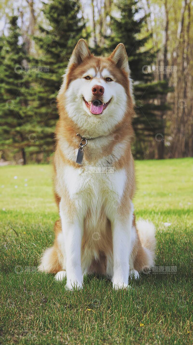 高清大图下载【趣麦麦图】阿拉斯加雪橇犬   可爱  萌宠   
