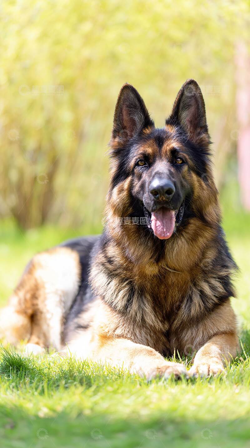 高清大图下载【趣麦麦图】牧羊犬   汪汪   摄影图   