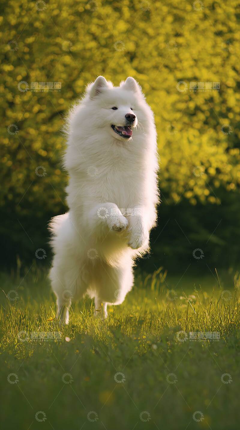 高清大图下载【趣麦麦图】萨摩耶   可爱   汪汪  