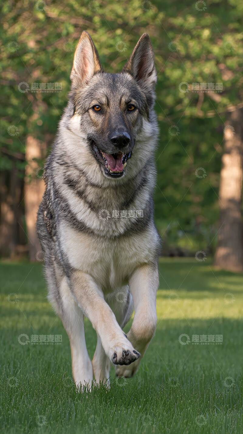 高清大图下载【趣麦麦图】牧羊犬   摄影图   狗狗   