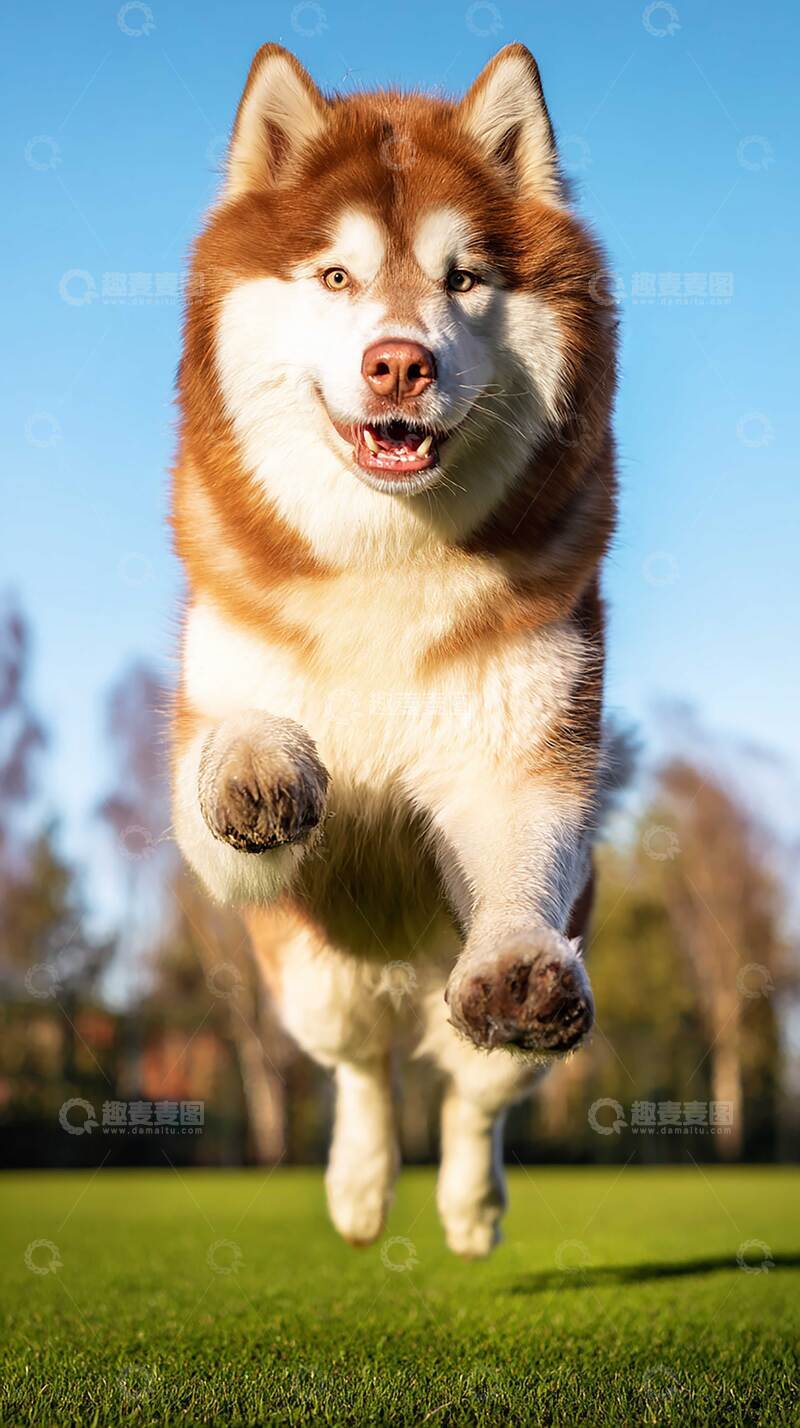 高清大图下载【趣麦麦图】雪橇犬  狗狗   摄影图