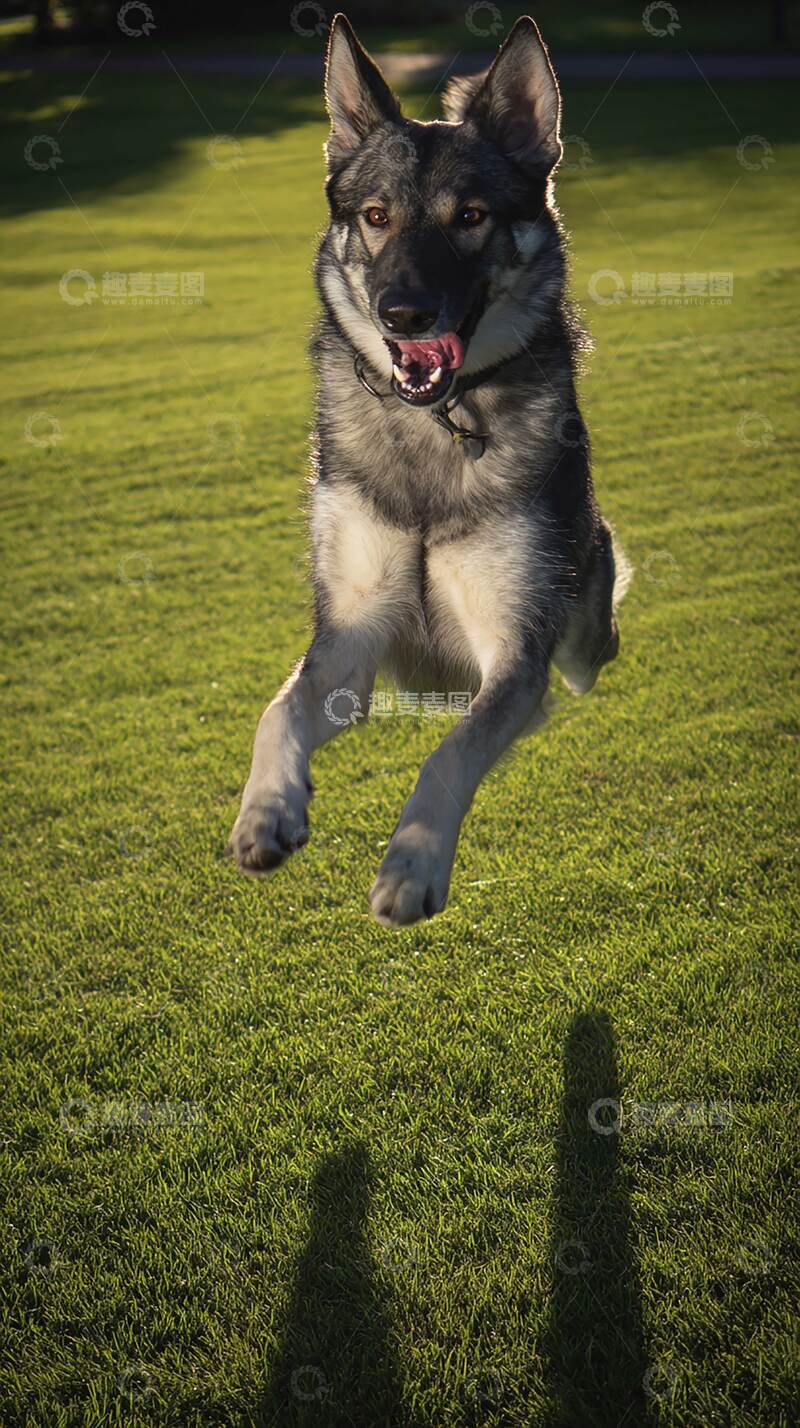 高清大图下载【趣麦麦图】牧羊犬   可爱    摄影图  