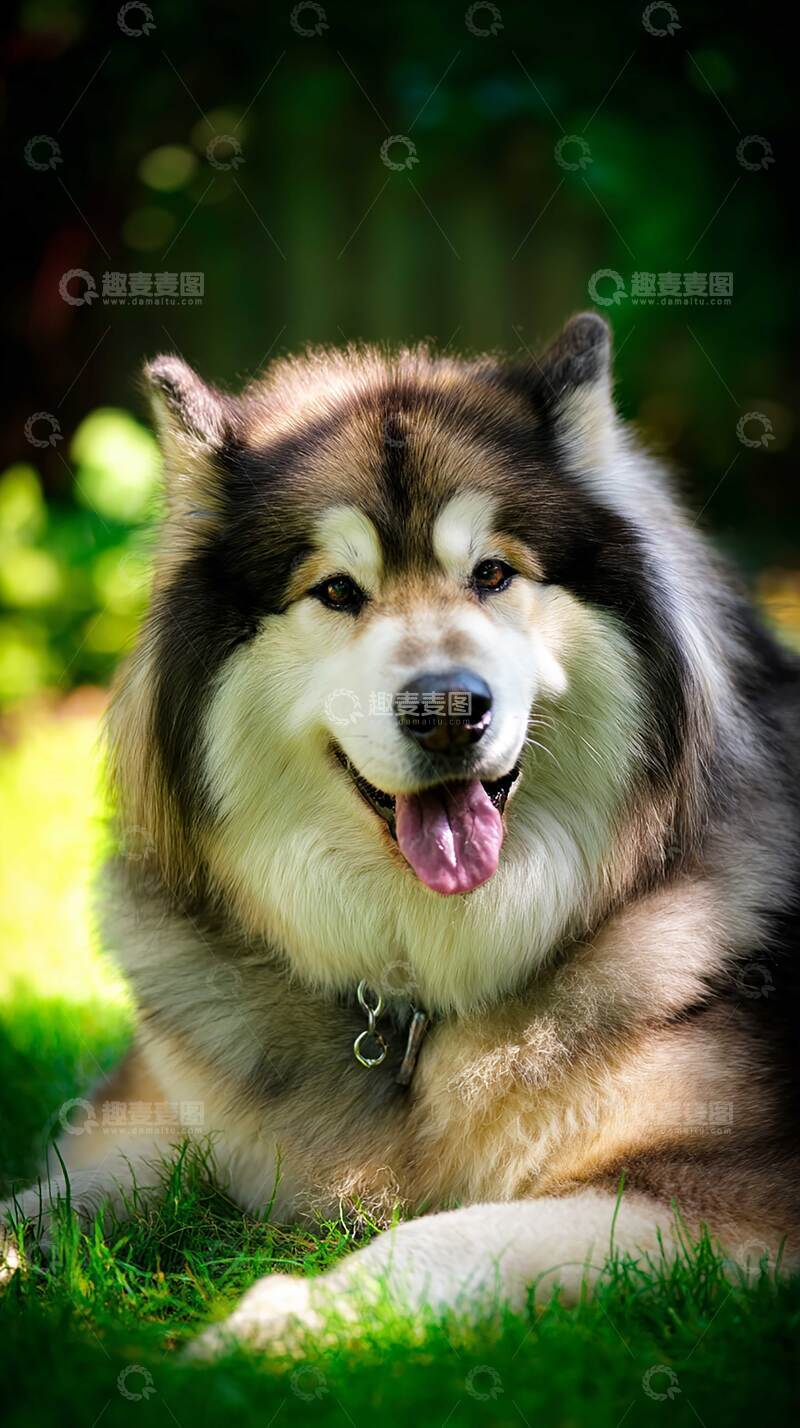 高清大图下载【趣麦麦图】雪橇犬  摄影图   汪汪 
