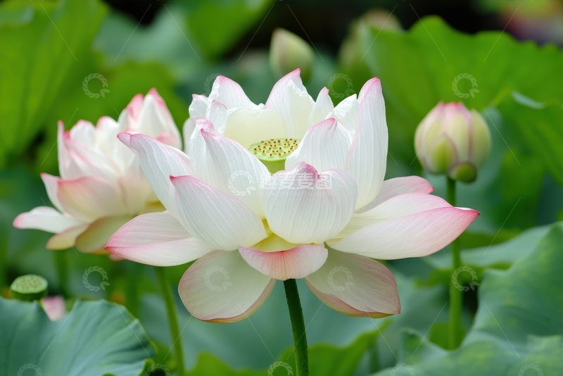 高清大图下载【趣麦麦图】荷塘里的莲花花卉