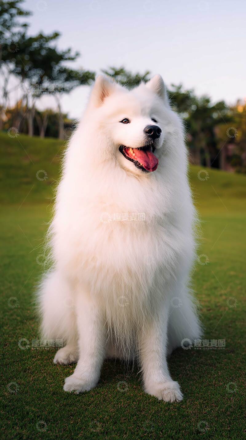 高清大图下载【趣麦麦图】萨摩耶   萌宠   汪汪  