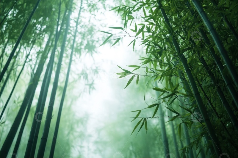 高清大图下载【趣麦麦图】翠绿色的竹林自然美景