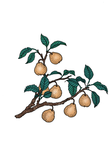 梨子果树成熟了