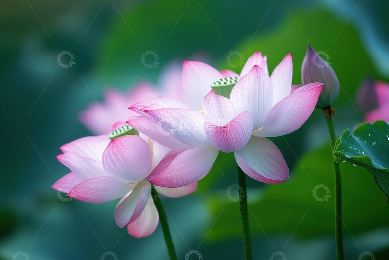 高清大图下载【趣麦麦图】夏季盛开的荷花花卉