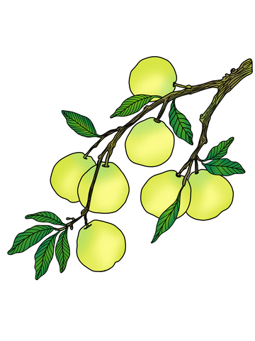 秋天到了柚子熟了