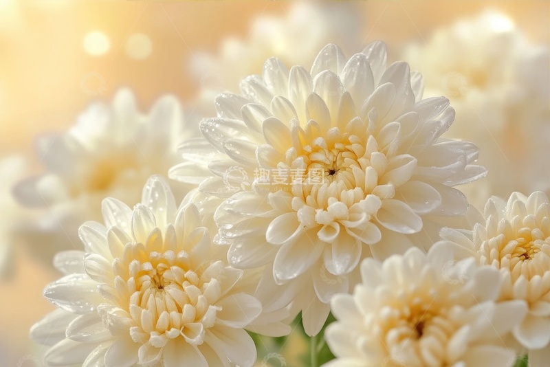 高清大图下载【趣麦麦图】盛开的大朵菊花